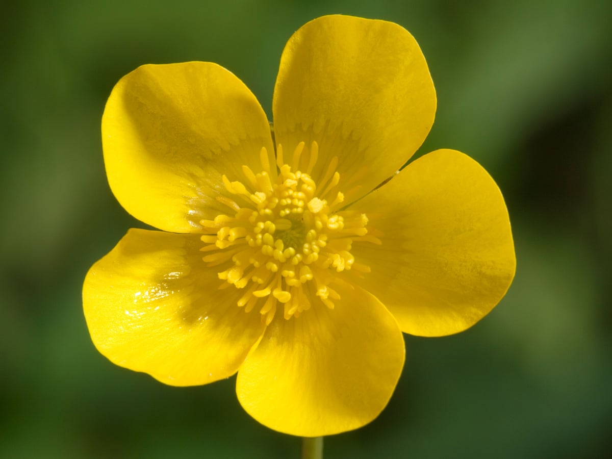 buttercups